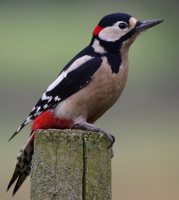 Great spotted woodpecker (1)