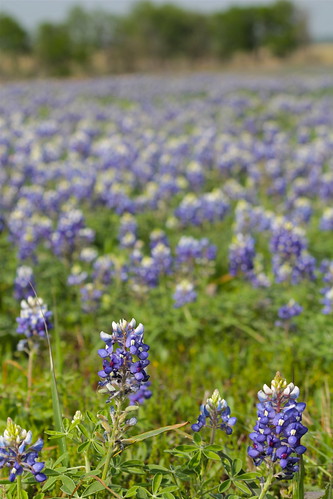 texas wildflowers whitehall bluebonnets