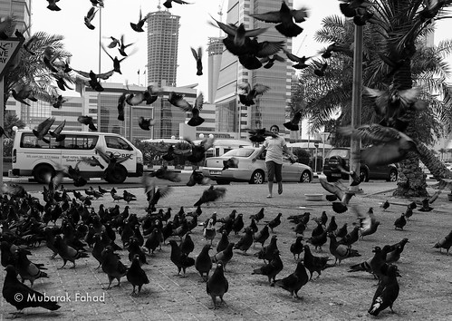 Hayma playing with the Pigeons | by Mubarak Fahad