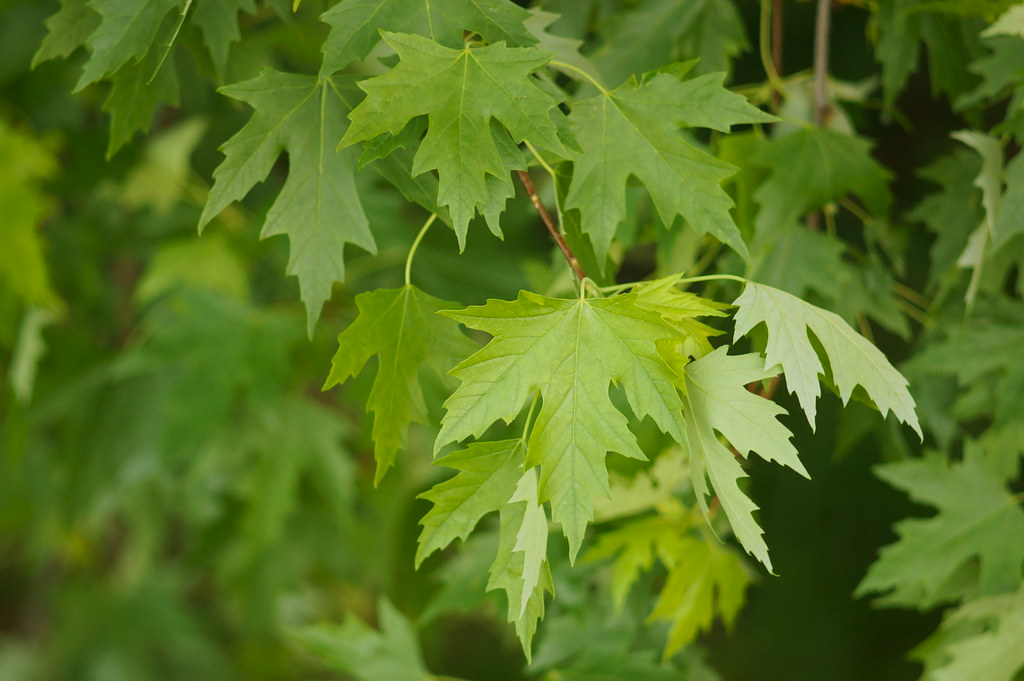 leaves | Ming | Flickr