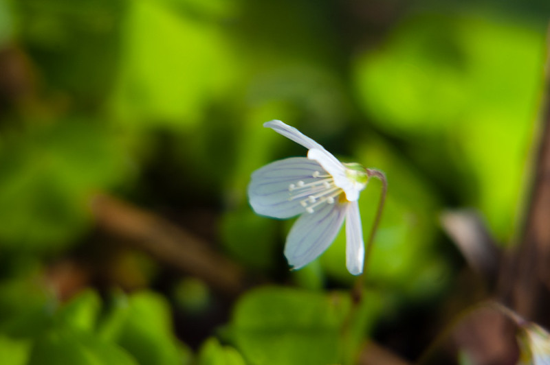 Wood sorrel, Wightwick Manor