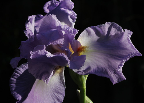 Iris | by LBofcourse