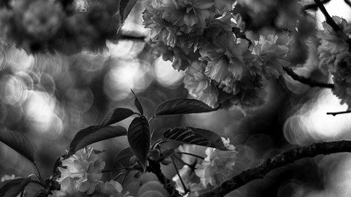 Floral structures | by BeMo52