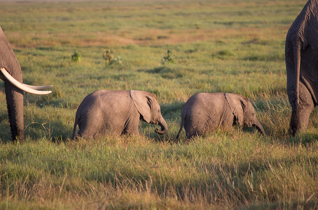 Rare 3 month old elephant twins, Amboseli National Park. First born in Kenya for 38 years