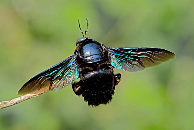 Xylocopa latipes - the Tropical Carpenter Bee