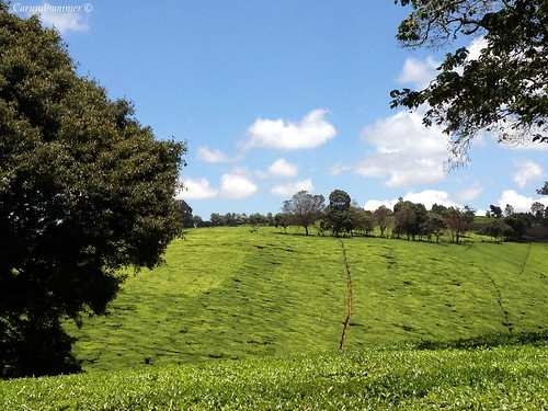 landscape tea kenya teaplants kiambethu