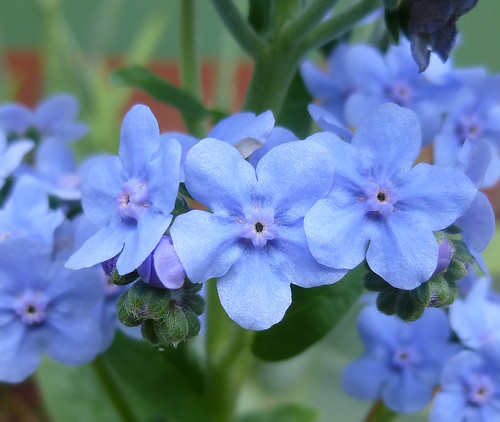 blue flower azul costarica flor forgetmenot quintaflower