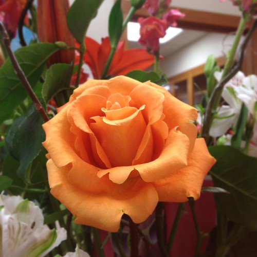Orange roses at UT Austin