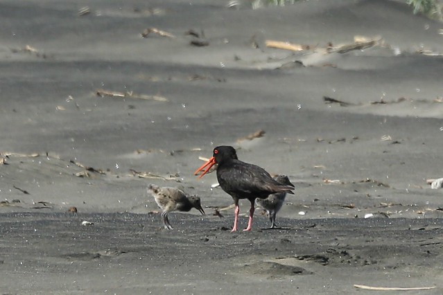 Adult Variable Oystercatcher and Two Chicks Port Waikato New Zealand