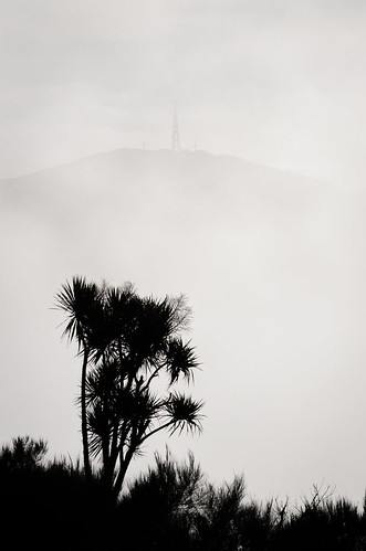 mist monochrome landscape weather silhouette dawn blackandwhite mono ashhurst manawatuwanganui newzealand nz