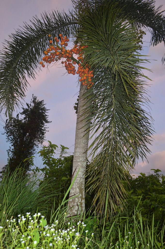 Pokok Pinang In English : Pokok pinang merupakan satu spesis tumbuhan