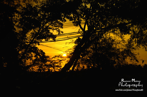 park city flowers sunset summer sun tree green beautiful up sunrise canon island pc nice nikon glare shine close view shot bright blossom dusk top philippines hill pedro sunflower raymond rise dslr colina acacia humidity humid mindanao maguindanao 2013 cotabato mabinay tantawan d5100 19crazyhorse82