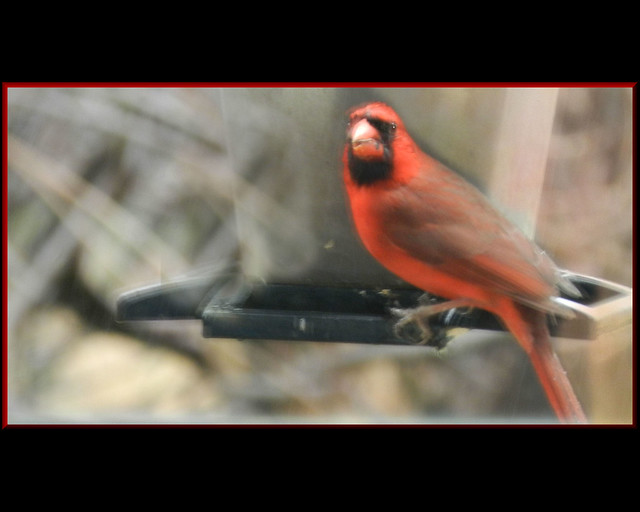 Soft Red Bird