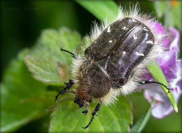 Dark Flower Scarab