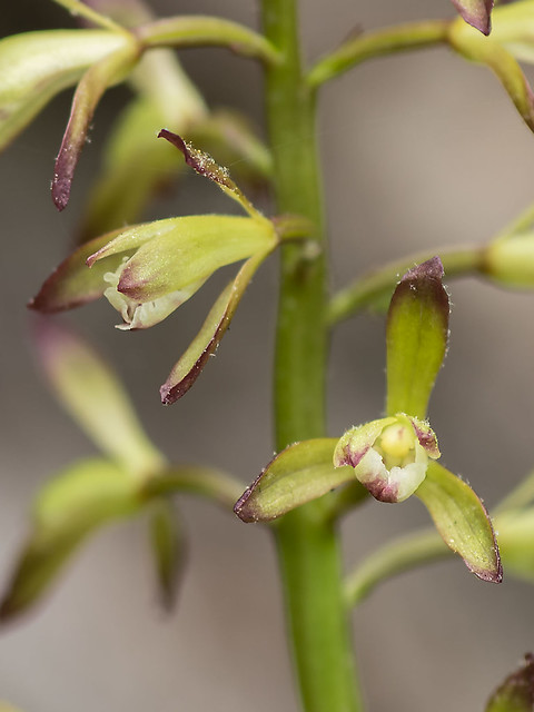 Puttyroot orchid