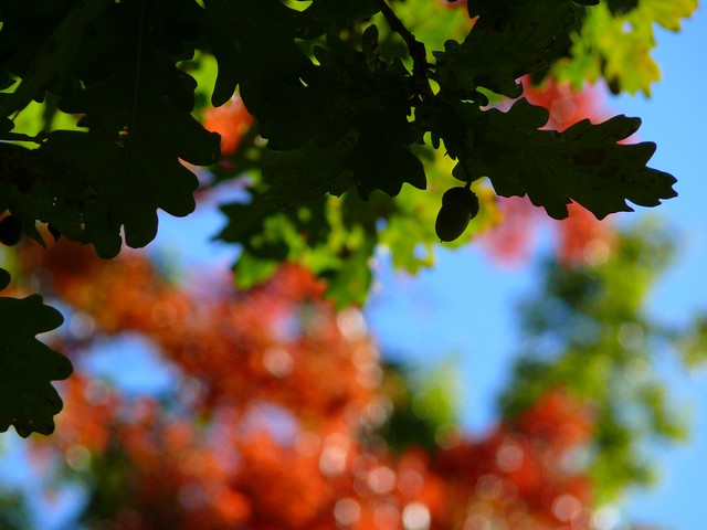 Colours of Autumn…
