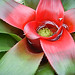 bromeliad red and green