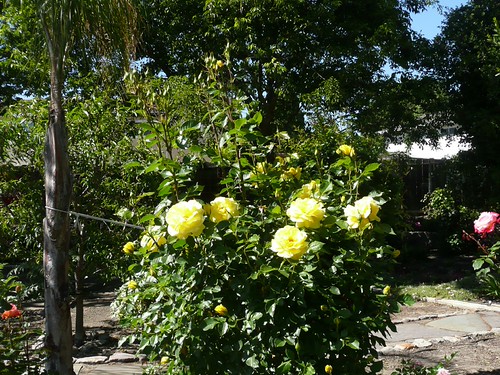 BACKYARD 04-19-13 (6) | by ussiwojima