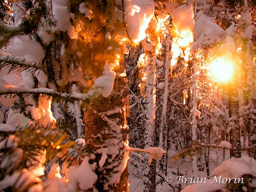 Morning Light in Snowy Forest by Brian Morin Photography, © Brian Morin 2004morning trees winter light sun snow forest sunrise dawn nikon coolpix5000
