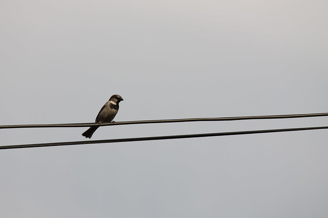 Pájaro sobre un cable V