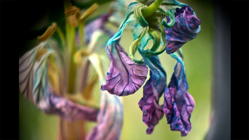 wild radish wilted | by giancarlo_III