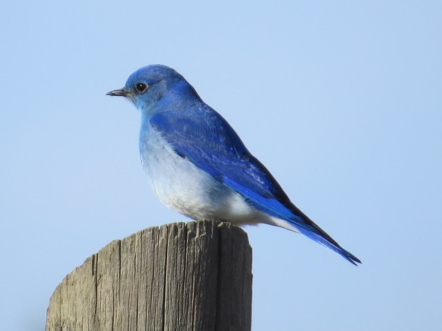 Male Mountain Bluebird