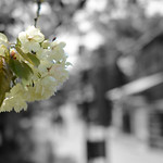 散歩道の花 緑色の桜御衣黄（ぎょいこう） 京都二年坂