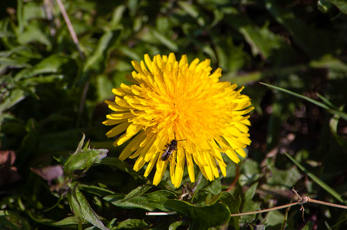 Dandelion with a small bee