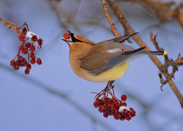Waxwing Berry Delivery System