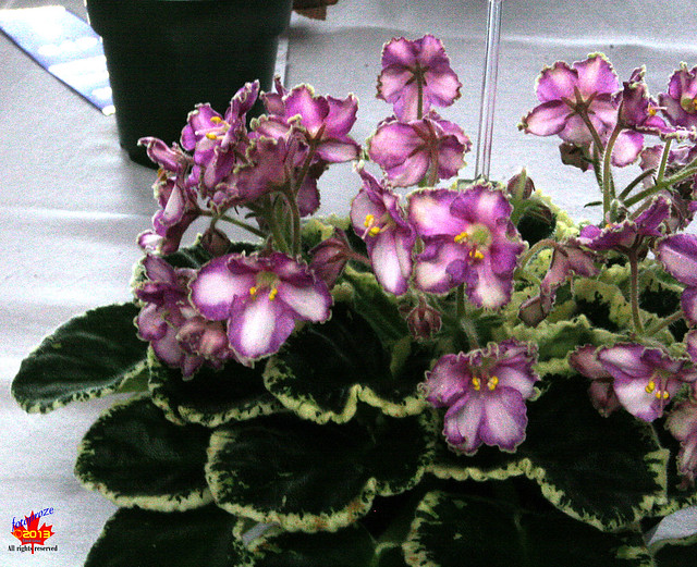 Exhibition of African Violets & other Gesneriads - Ma's Goodnight Kiss C20130420 205