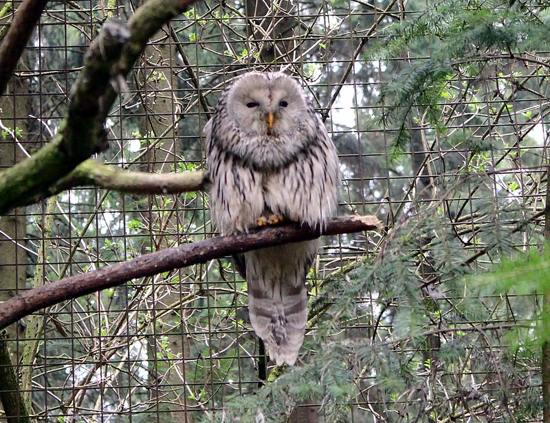 Ural Owl beautiful