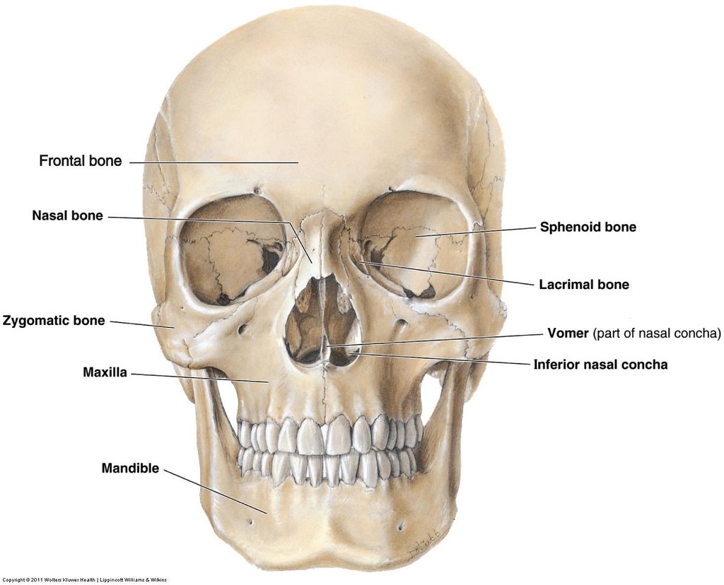 Anatomy Of The Face Bones