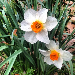 Desha Daffodils | DM | Flickr