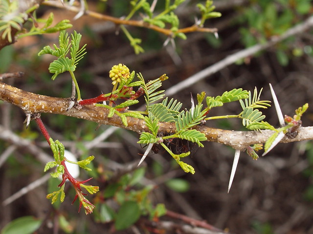 Acacia gummifera Willd.