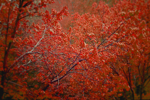 fall_manufactured | by qwerty01yuiop
