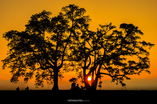 A Tree in sunset