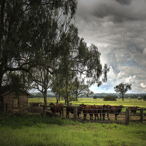 landscape day cattle cows cloudy beef australia australianlandscape feedlot beefcattle farmscene rosevale diaryfarm
