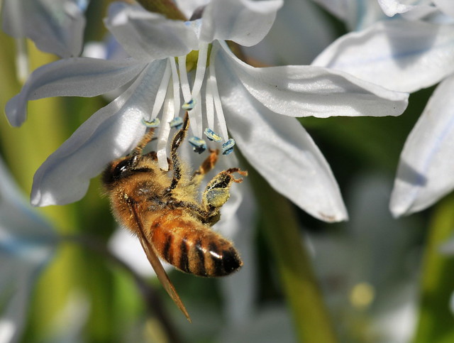 Honey Bee on Squill