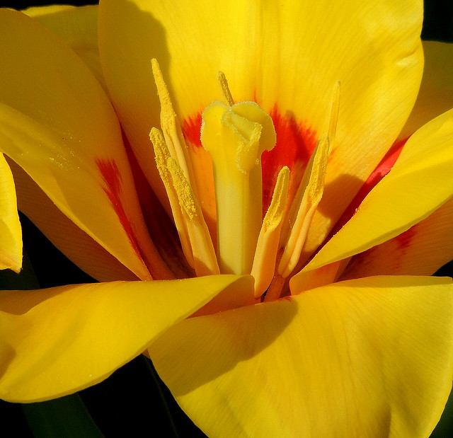 a perfect tulip