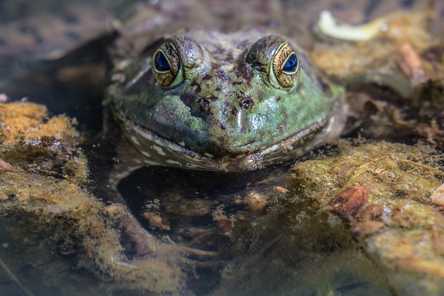 california smile pond plymouth amphibian frog villatoscanowinery