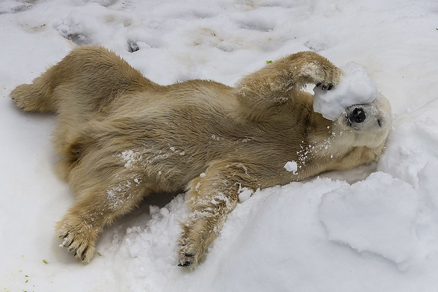 Polar Bears Enjoy Snow Day