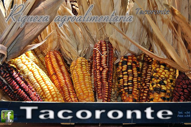 Millo o maíz de Tacoronte