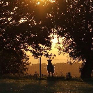 Day 266 Sunset Sheep