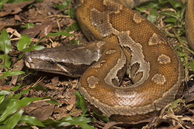 IMG_9676-0(W) #4 Blood python (Python brongersmai), yellow morph