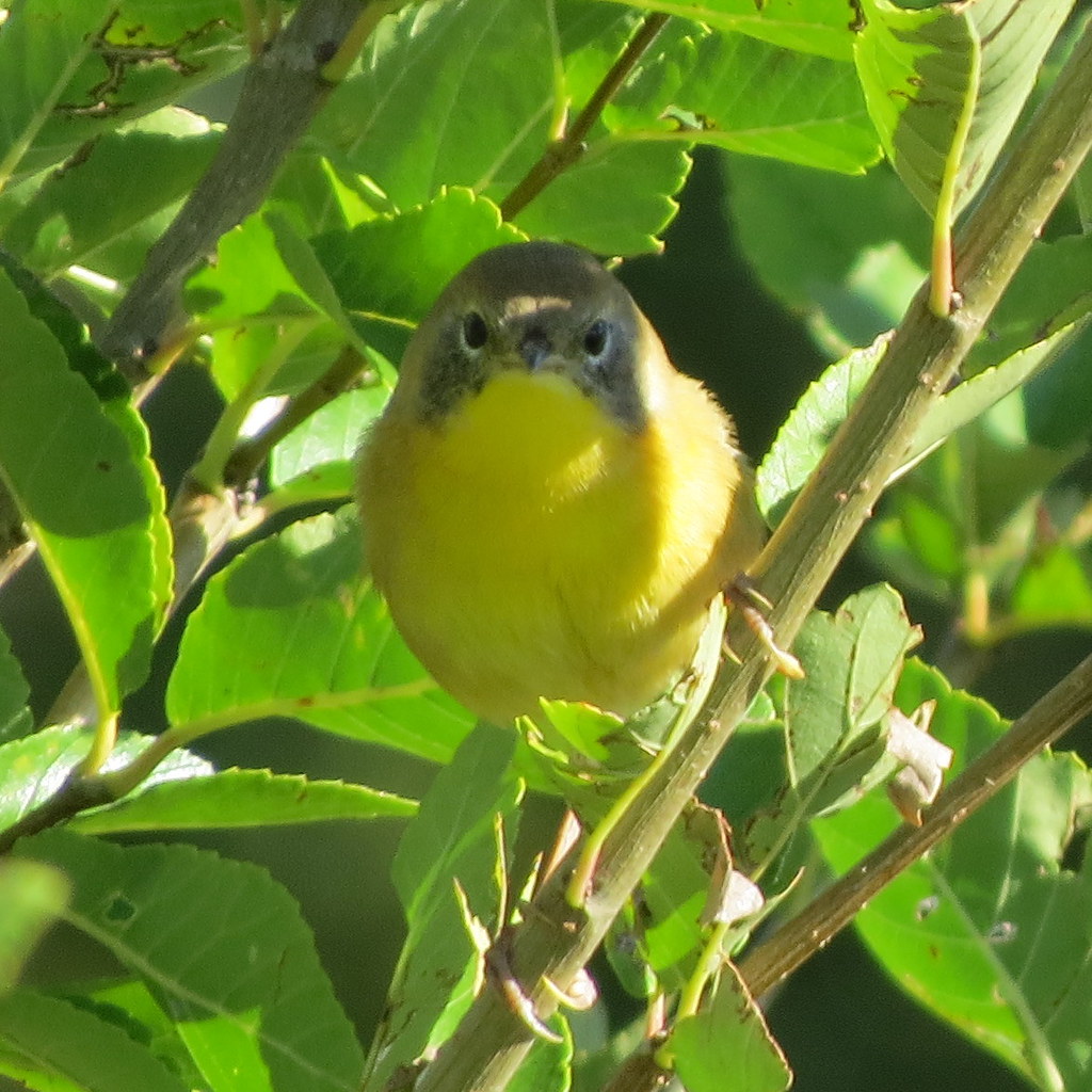 Young male Common Yellowthroat