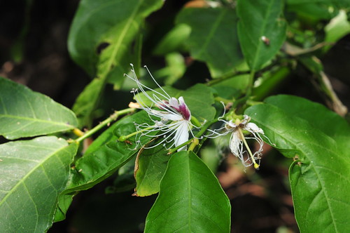 Capparis micracantha 小刺山柑 | 山柑科 2013.04.20 墾丁 | judymonkey17 | Flickr