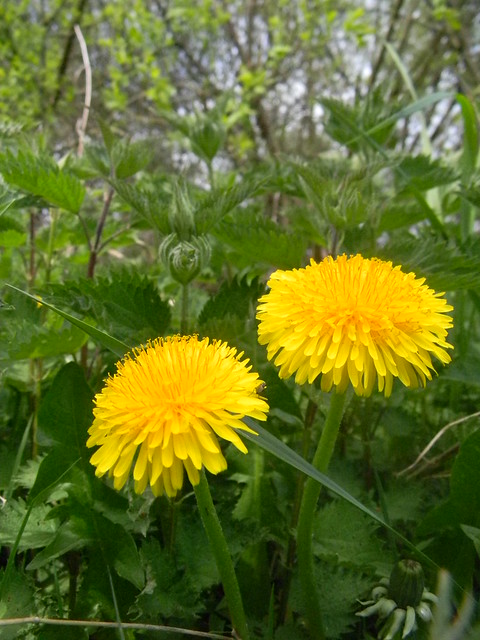 Dandelions Particularly yellow this weekend. Bekesbourne Circular