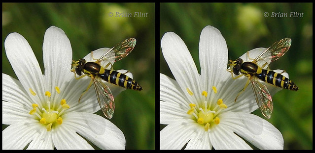 Fly on white flower - 3d crossview