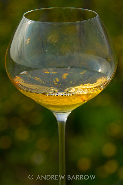 Batic Estate Orange Wine, In The Vineyard