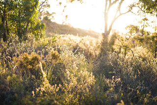 Sunset in the bush